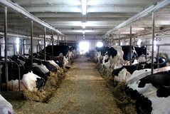 Blegtoria shqiptare, në kolaps! Një thirrje urgjente nga një
