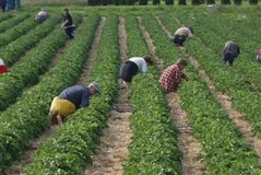 Fshatari i vetëm nuk e mban dot Shqipërinë me ushqim!