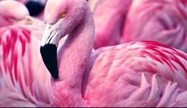 Flamingo dhe avionë… Si ja bëjnë më të