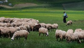 Veterineri: Ja si mund ta rikthejmë blegtorinë dhe të shmangim