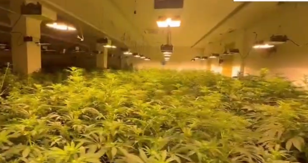 Magazina me 1000 rr&euml;nj&euml; kanabis n&euml; Lezh&euml;, arrestohen