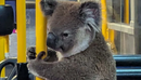 Një pasagjere e paftuar, koala futet në autobus për t’i shpëtuar trafikut
