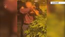 Plantacion droge në godinën trekatëshe në Lezhë, arrestohen babë e bir, sekue...