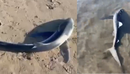 Vlorë, del një peshkaqen në breg në Lungomare