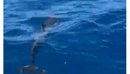 Delfinët surprizojnë turistët në ujërat e Karaburunit