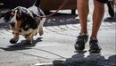 Temperatura afër 50 gradëve në Evropë, rritet vdekshmëria e qenve dhe maceve ...