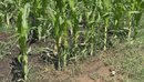 Insekti “shfaros” misrin në fushën e Maliqit, pritet ndërhyrja me dron