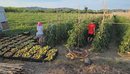 Fermerët në Frakull: Më shumë shpenzime, më pak treg dhe shitje