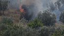 Përfshihet nga flakët ullishtja në Fier