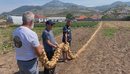 Fermeri promovon zonën, 110 metra vargu më i gjatë me qepë të Postribës