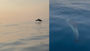 Spektakël delfinësh në Gjirin e Vlorës, turistët mahniten nga shfaqja në det...