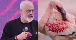 Rama vendos flamingot në profilin e Facebook-ut
