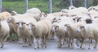 Ankohen blegtorët: Mos merrni vendime pa pyetur se ku pikon çatia