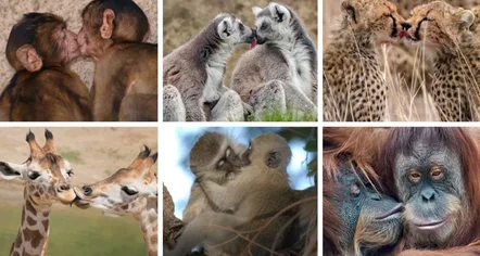 Puthja e parë është dhënë 21 milionë vite më parë