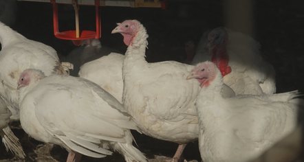 Mungesë gjelash deti në SHBA, 82 milionë amerikanë udhëtojnë në Ditën e Falënderimeve