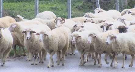 Ankohen blegtorët: Mos merrni vendime pa pyetur se ku pikon çatia