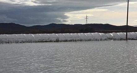 Serat me luleshtrydhe nën ujë si asnjëherë më parë, fermerët në Kafaraj: Situata katastrofike, dëme të pallogaritshme