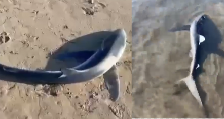 Vlorë, del një peshkaqen në breg në Lungomare