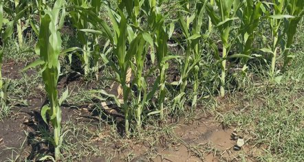 Insekti “shfaros” misrin në fushën e Maliqit, pritet ndërhyrja me dron
