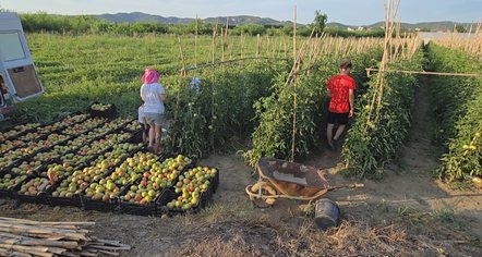 Fermerët në Frakull: Më shumë shpenzime, më pak treg dhe shitje