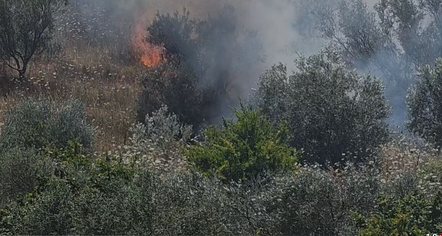 Përfshihet nga flakët ullishtja në Fier