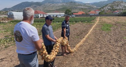 Fermeri promovon zonën, 110 metra vargu më i gjatë me qepë të Postribës