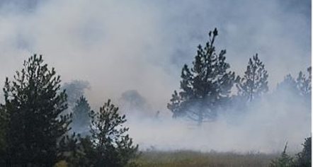 Zjarr në Voskopojë, forcat zjarrfikëse dhe Shërbimi Pyjor në terren për shuarjen e flakëve