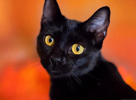 Qyteti spanjoll ndalon adoptimin e maceve të zeza për Halloween