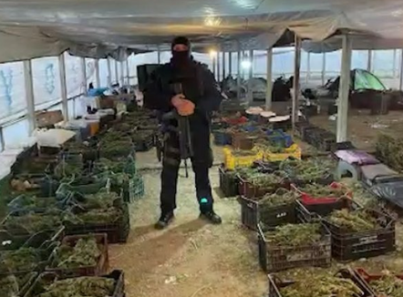 Rreth 900 kg drogë, kapet në Angli 30-vjeçari për serat me kanabis në Berat