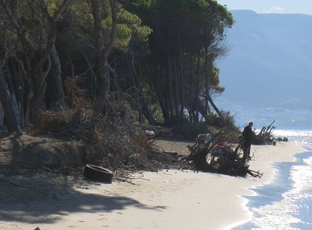 Betonizimi një nga shkaqet, erozioni detar po gllabëron pishat në Pyllin e Sodës