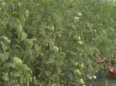 Fondet për fermerët, ekspertët: Ndryshime të vogla, larg financimit që bën rajoni 