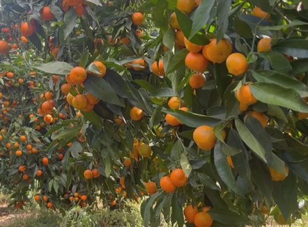 Mandarinat me pesticide, fermerët e Xarës kryejnë analizat: jemi të pastër