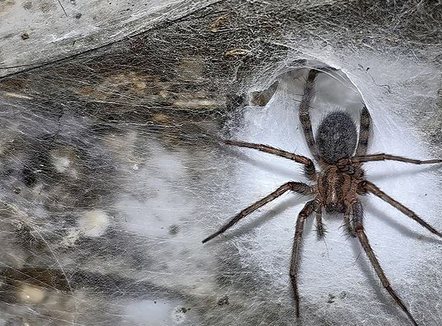 Brenda shpellës me 110 mijë merimanga në kufirin Shqipëri-Greqi