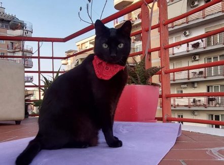 A mund të flisni gjuhën e maceve? Një sërë këshillash për komunikimin me to