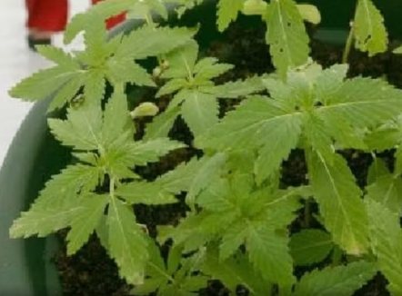 Zbulohet “bunkeri” me kanabis në Itali