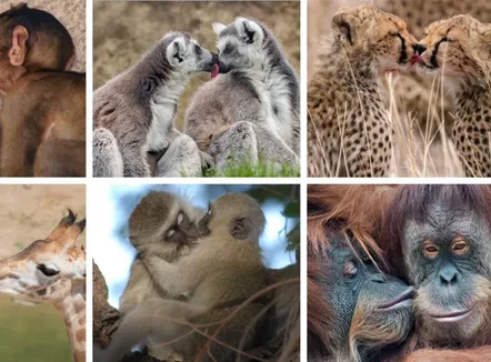 Puthja e parë është dhënë 21 milionë vite më parë