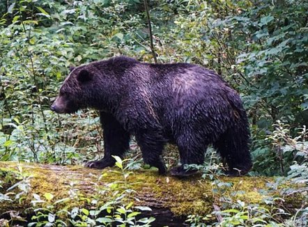 Ariu i murrmë sulmon nxënësit dhe mësuesit në Kanada, 11 të plagosur