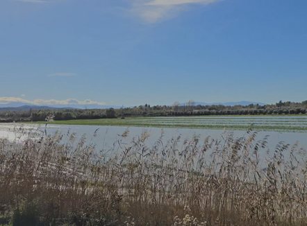 Përmbytjet në Çerven, mbi 70 hektarë tokë prej 5 ditësh nën ujë, dëmtohen të mbjellat 