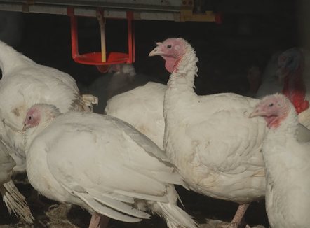 Mungesë gjelash deti në SHBA, 82 milionë amerikanë udhëtojnë në Ditën e Falënderimeve