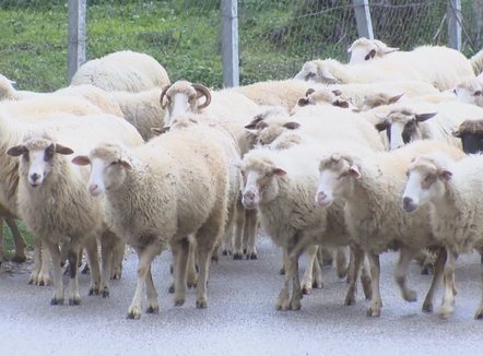 Ankohen blegtorët: Mos merrni vendime pa pyetur se ku pikon çatia