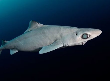 Peshkaqenët misteriozë të thellësive po zhduken për kozmetikë