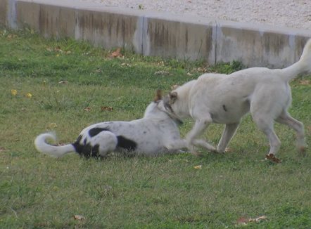 Rreziku në Lungomare, të shëtisësh me frikën e sulmit nga qentë