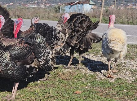 Shitja e gjelit të detit, mbarështuesit ankohen për konkurrencë nga importi