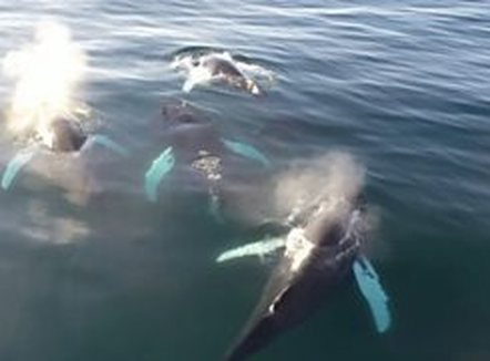 Dronët zbulojnë virus vdekjeprurës në frymën e balenave të Arktikut