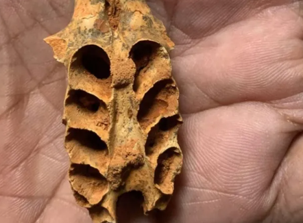 Zbulim i mahnitshëm: Bletët ngritën folenë në dhëmbët e kafshëve të zhdukura