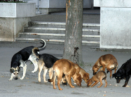 Qentë endacakë sulmojnë 8-vjeçarin në Durrës