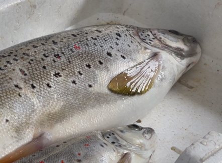 Gjobë deri në ndjekje penale, ndalohet peshkimi i koranit në Liqenin e Ohrit