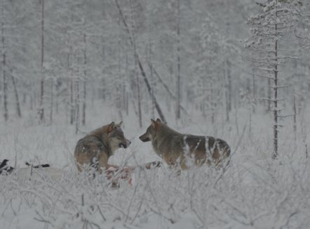 Lufta e Putinit vret në Finlandë, ujqërit rusë bëjnë masakër ndaj drerëve në pyje