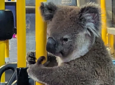 Një pasagjere e paftuar, koala futet në autobus për t’i shpëtuar trafikut