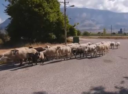 Bujqit po kthehen në konsumatorë, migrimi nga rrethet drejt Tiranës po cenon garantimin e furnizimit me ushqime